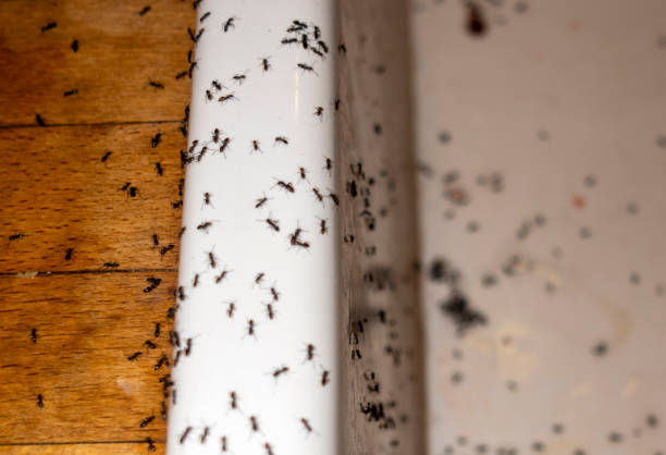 Best Pest Prevention Services  in Augusta, ME